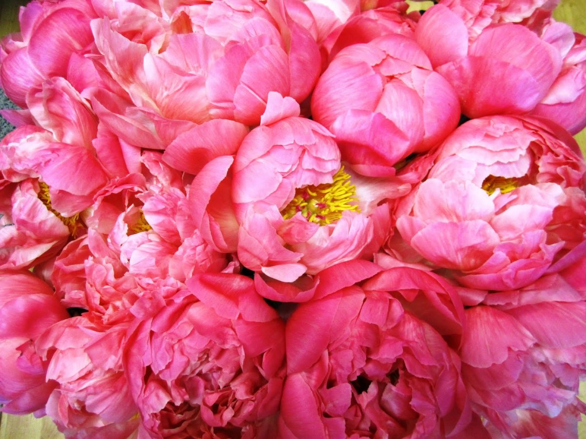 Пионы Стефан Шульц