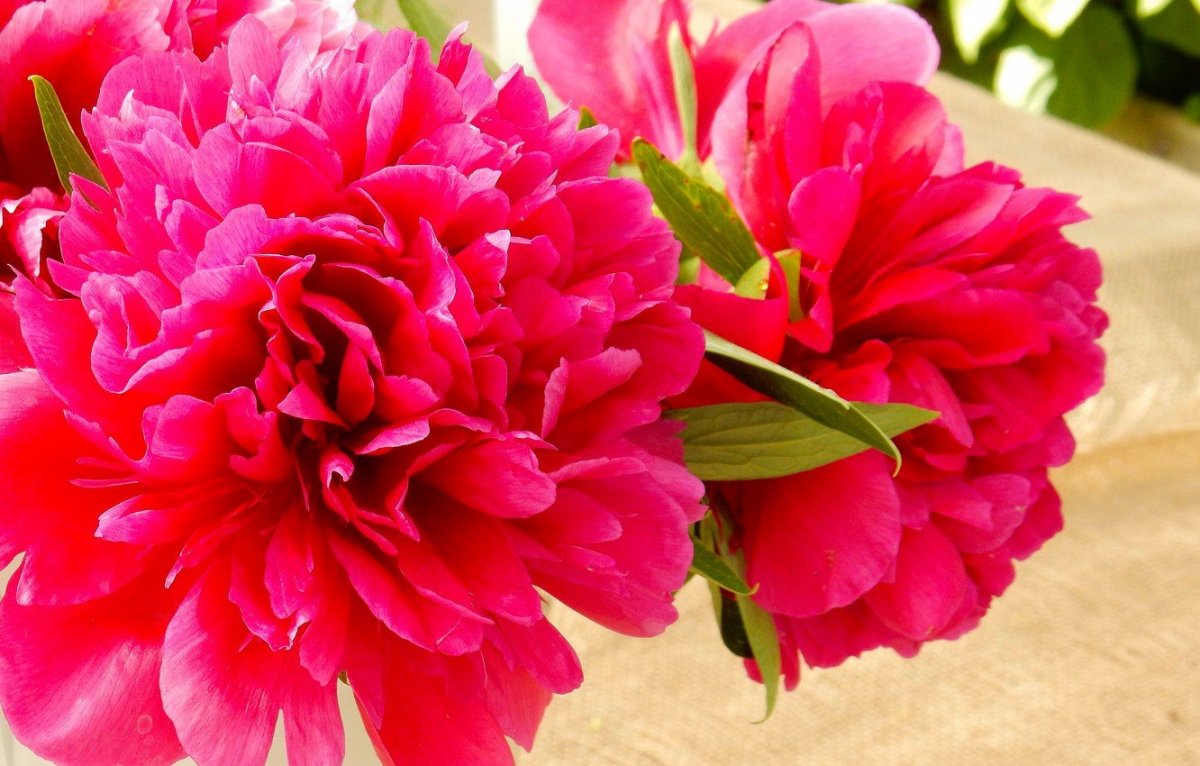 Цветок "пион"