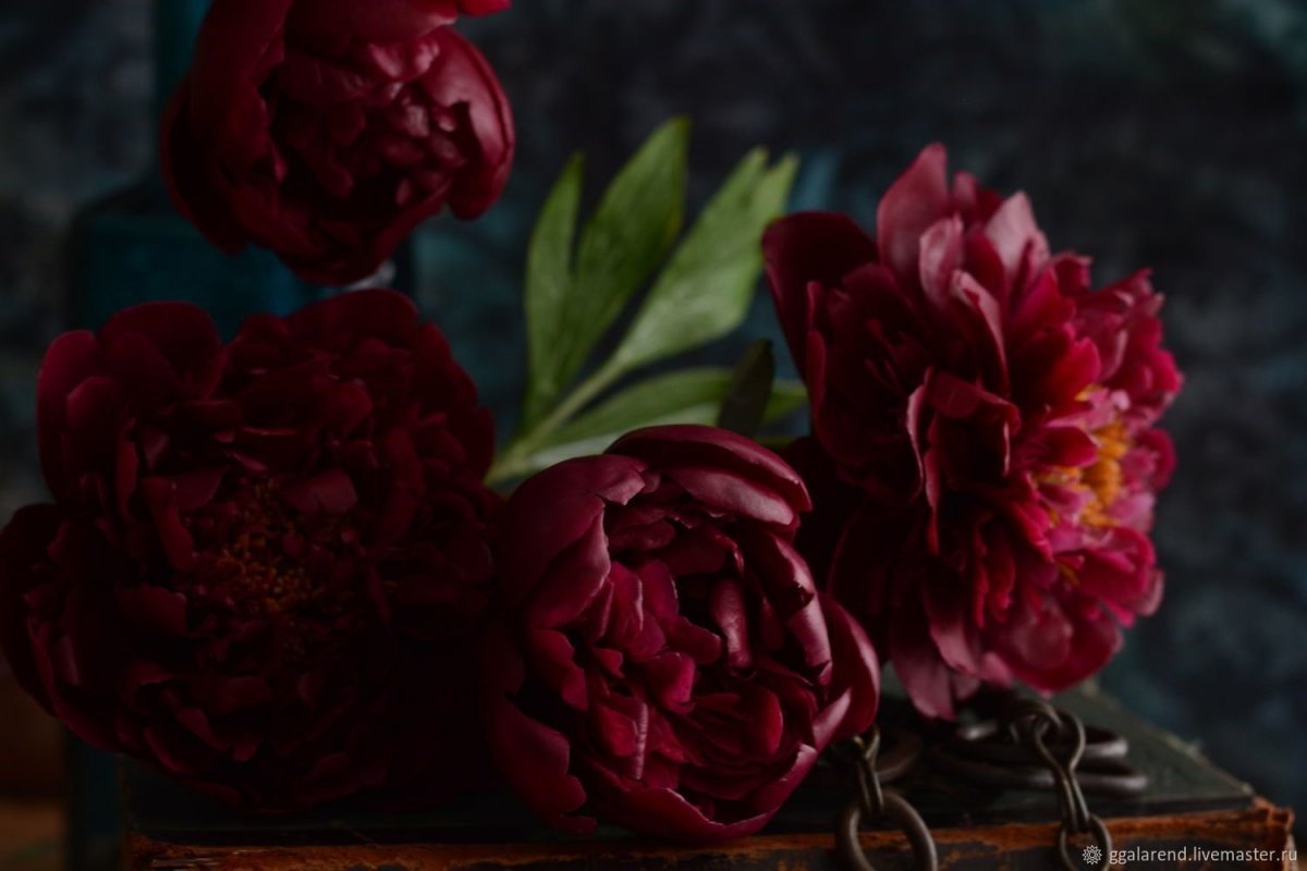 Пион бордо Эстетика