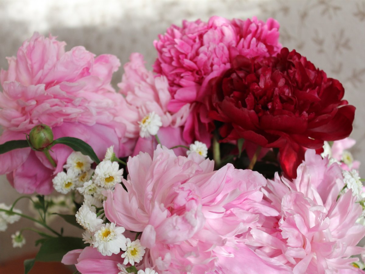 Пион букет гвоздик