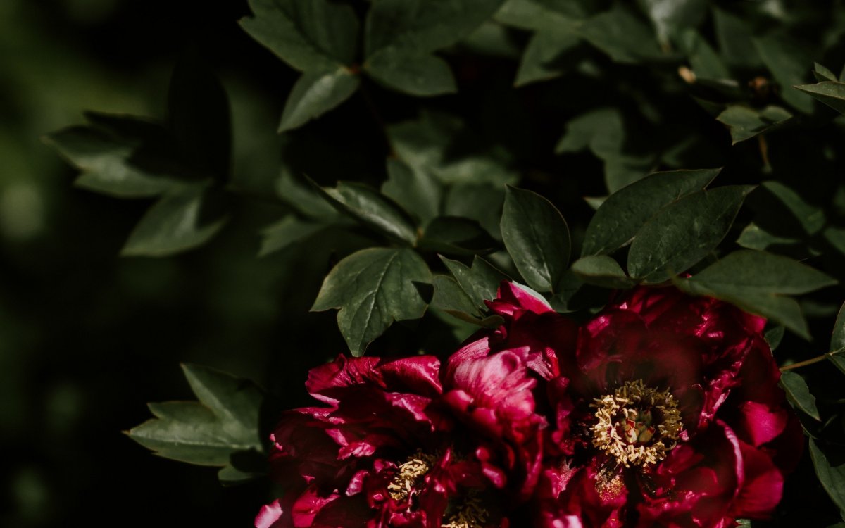 Пион темный роза