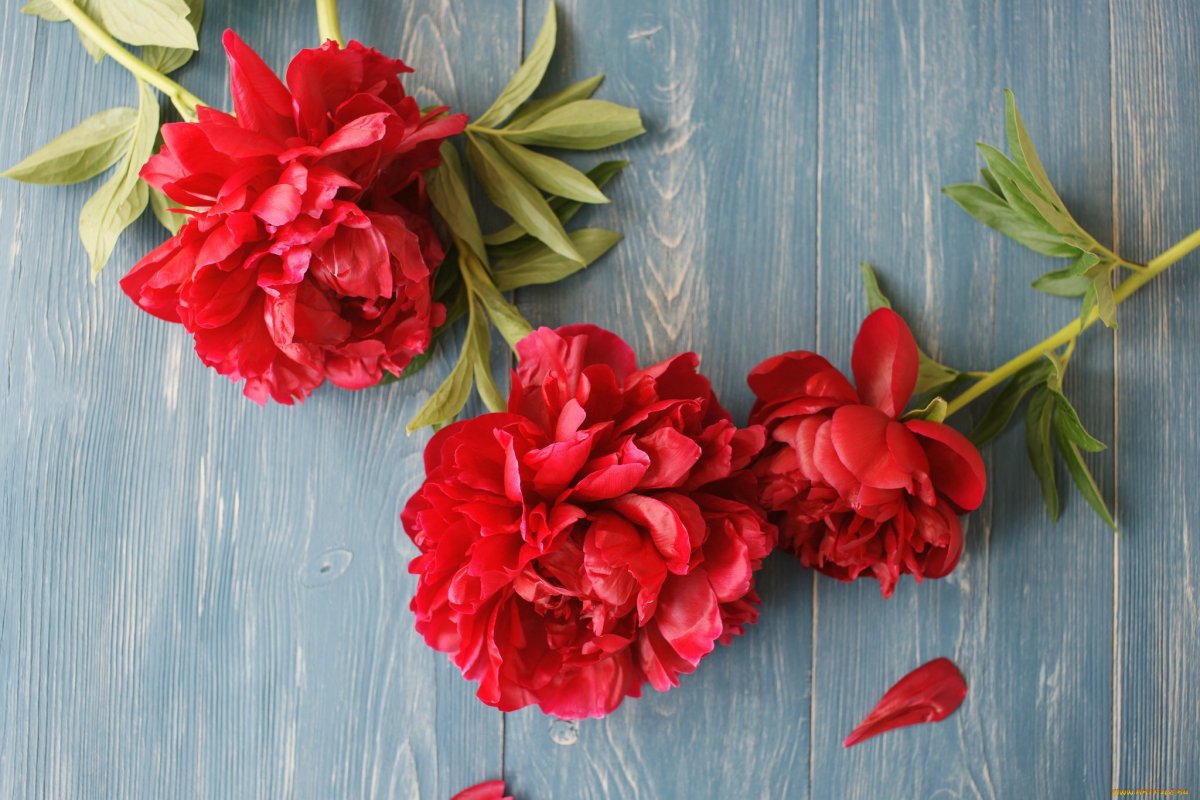 Цветы пионы красные