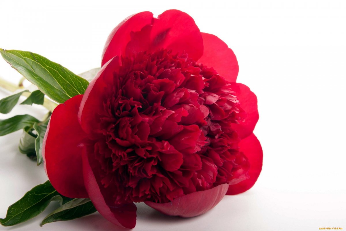 Пионы на белом фоне