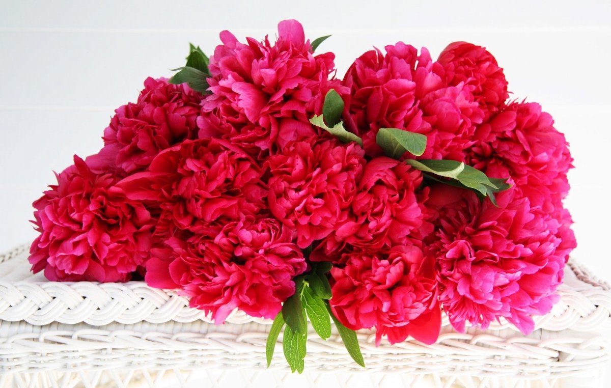 Пион красный