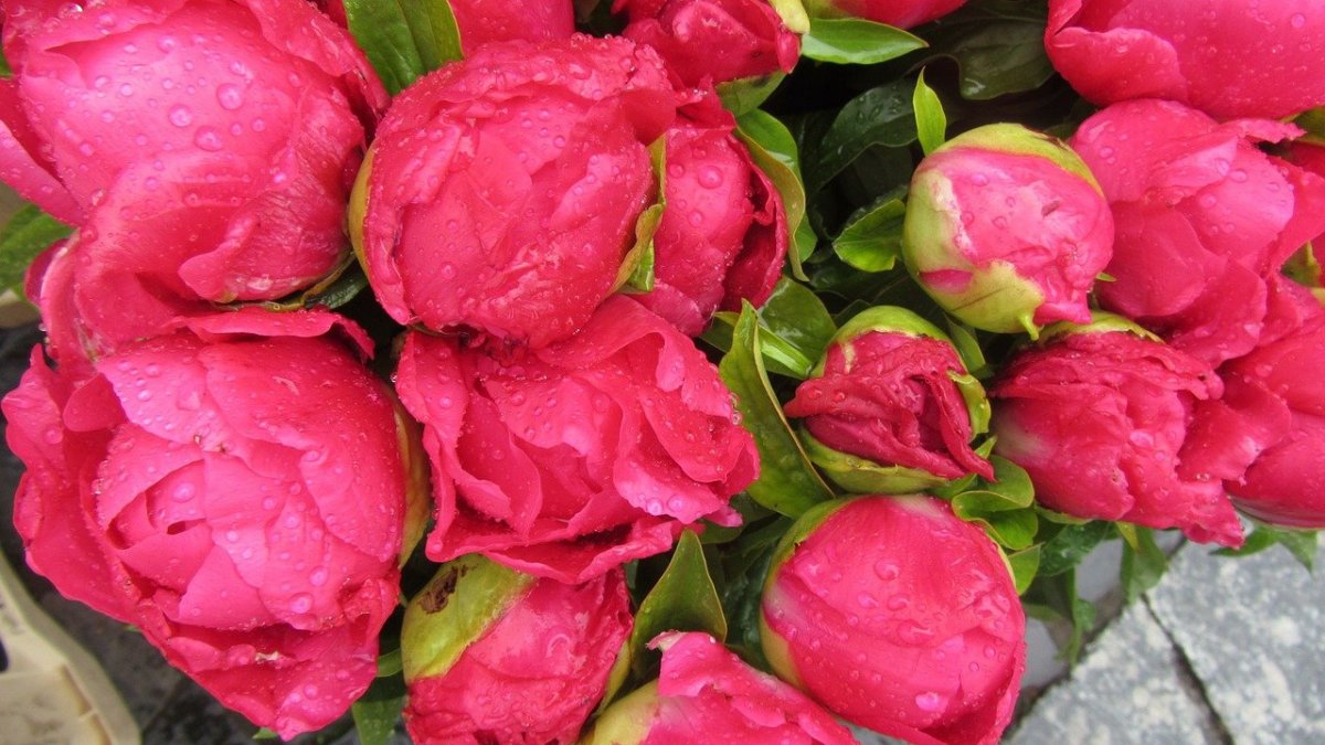 Пионовидные розы