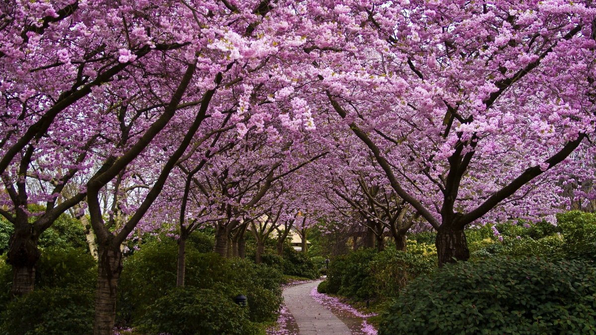 Япония дерево Сакура