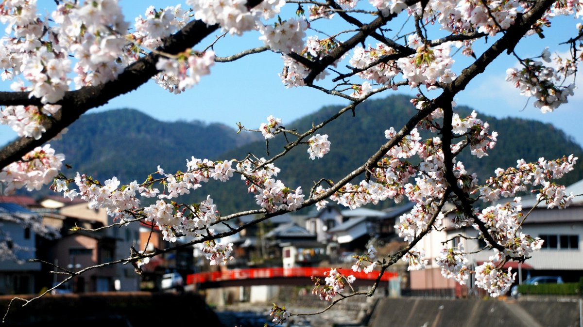 Сакура в Пекине