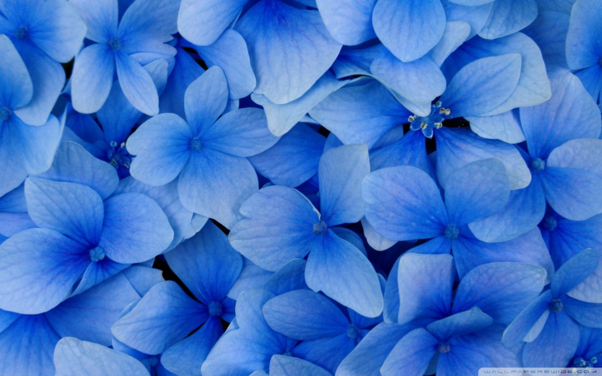 Блуе Фловер