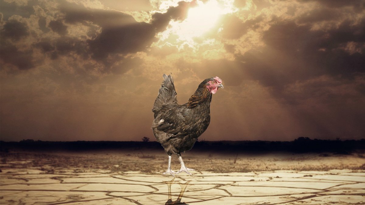 Курица на заставку