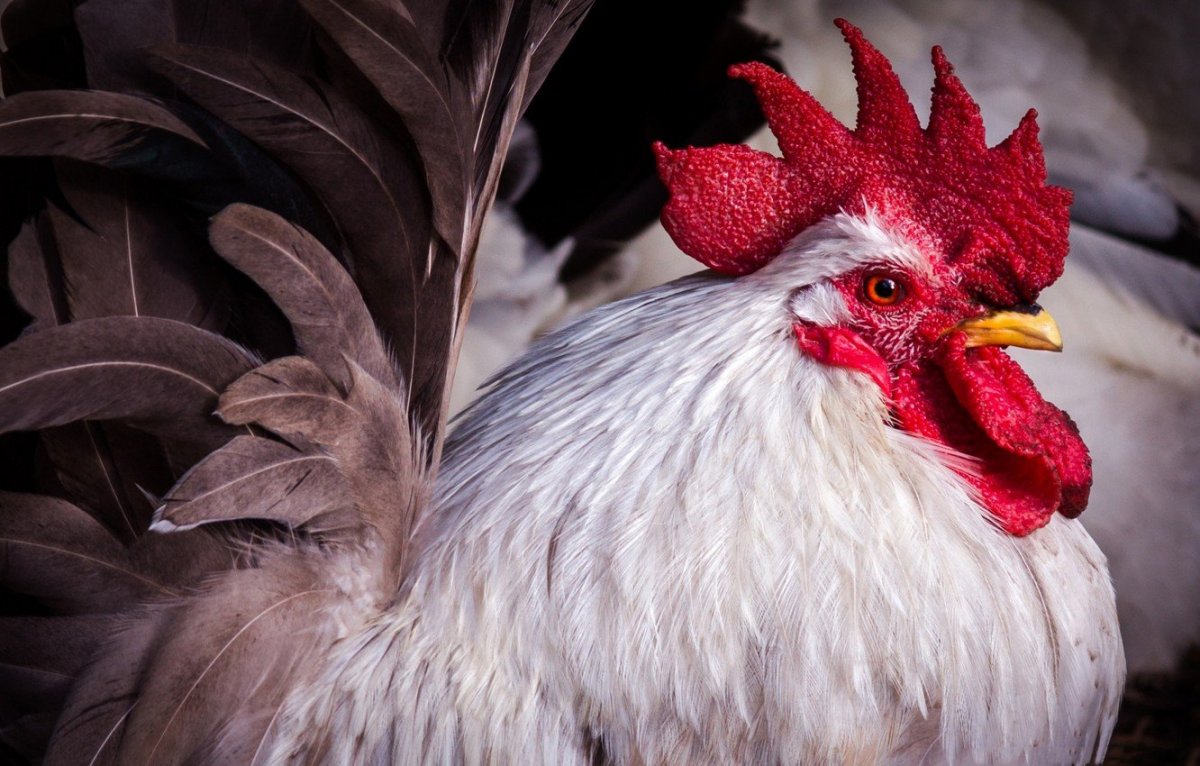 Обои на рабочий стол курица