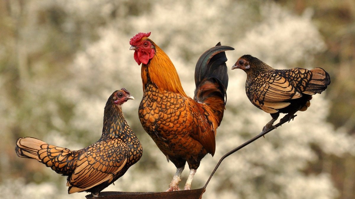 Курица и петух