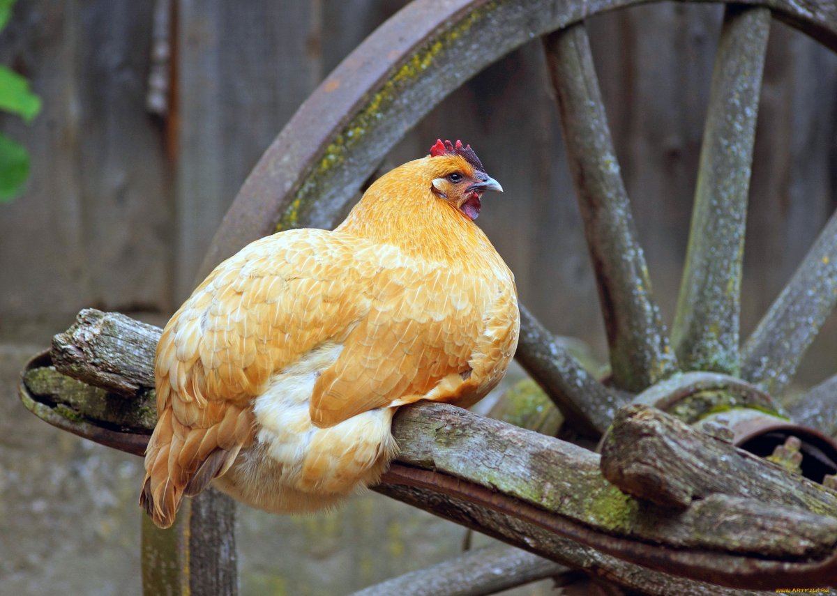 Курица похожая на петуха