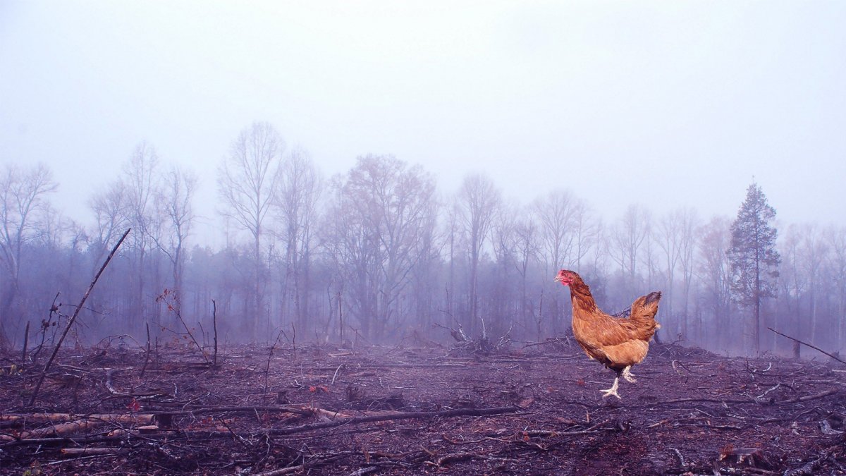 Петух в лесу