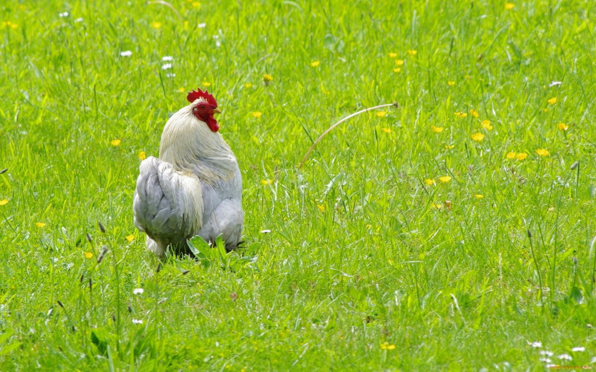 Петух на траве