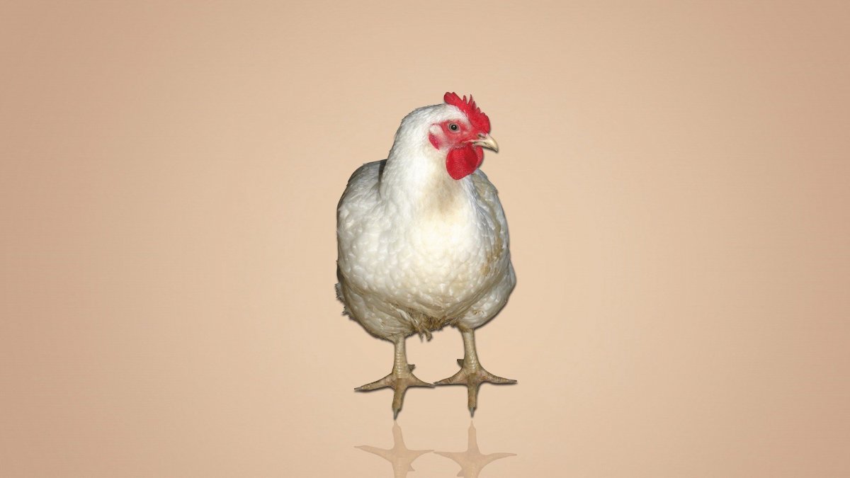 Заставка на рабочий стол курица