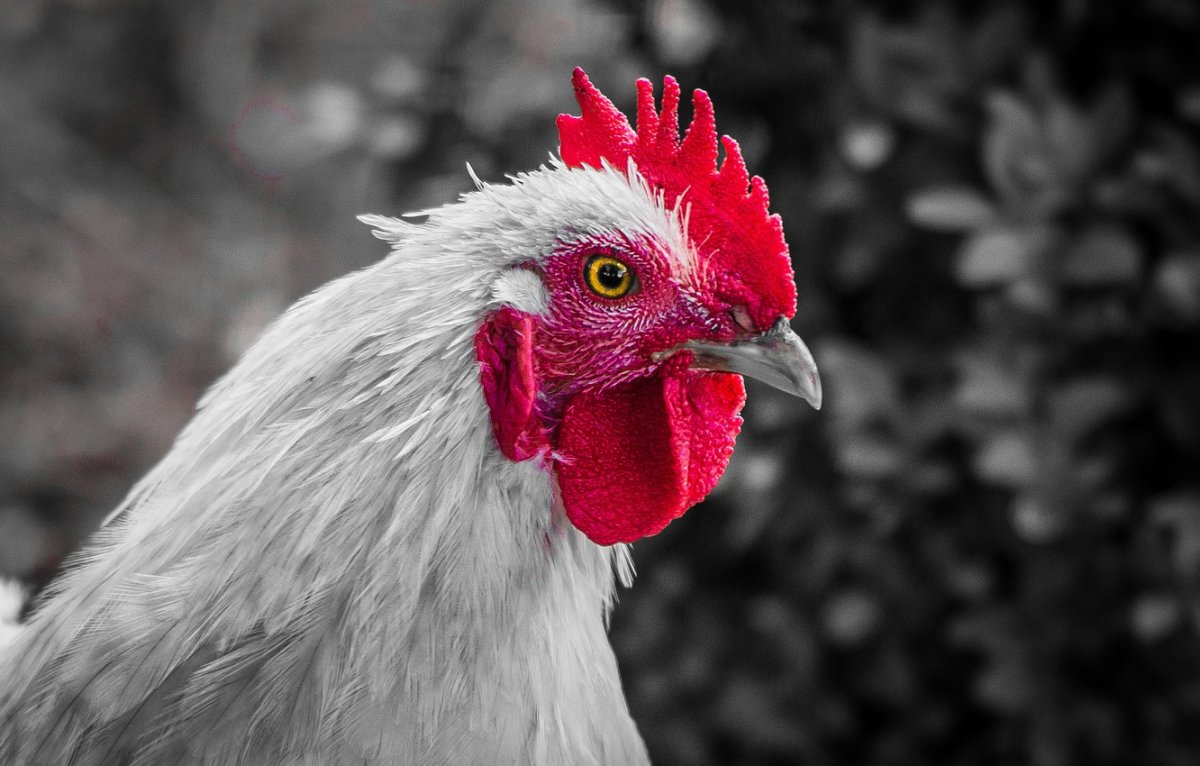 Крутая курица