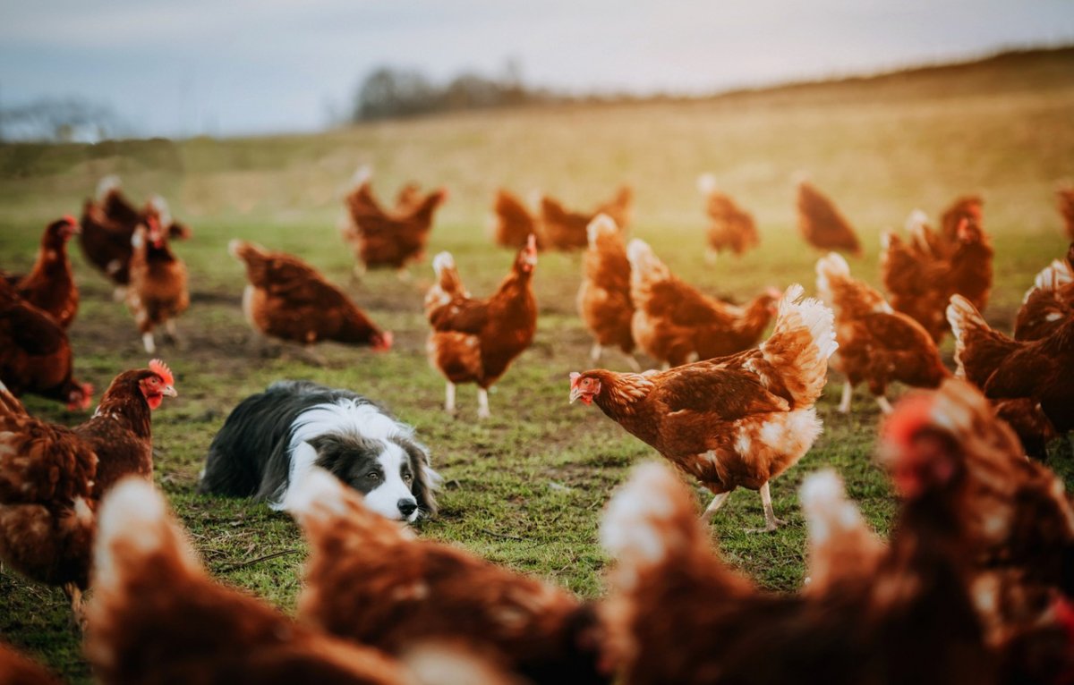 Куры на выпасе