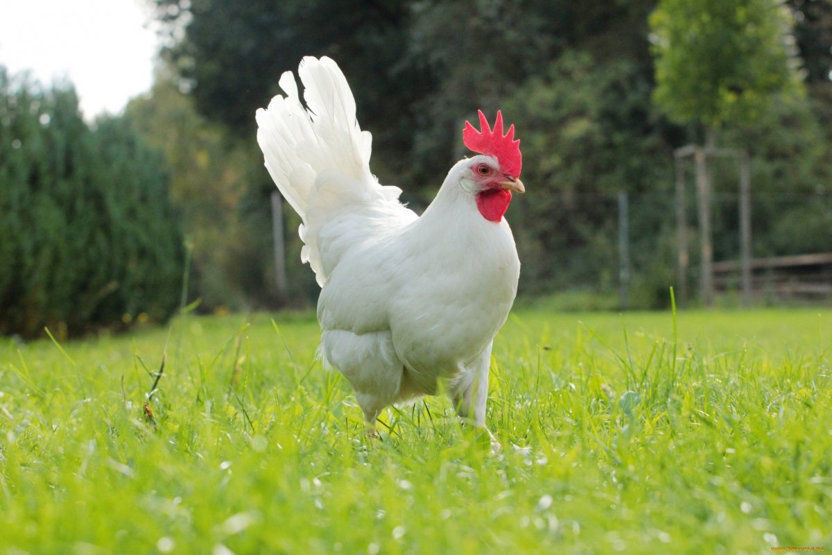 Животные курица