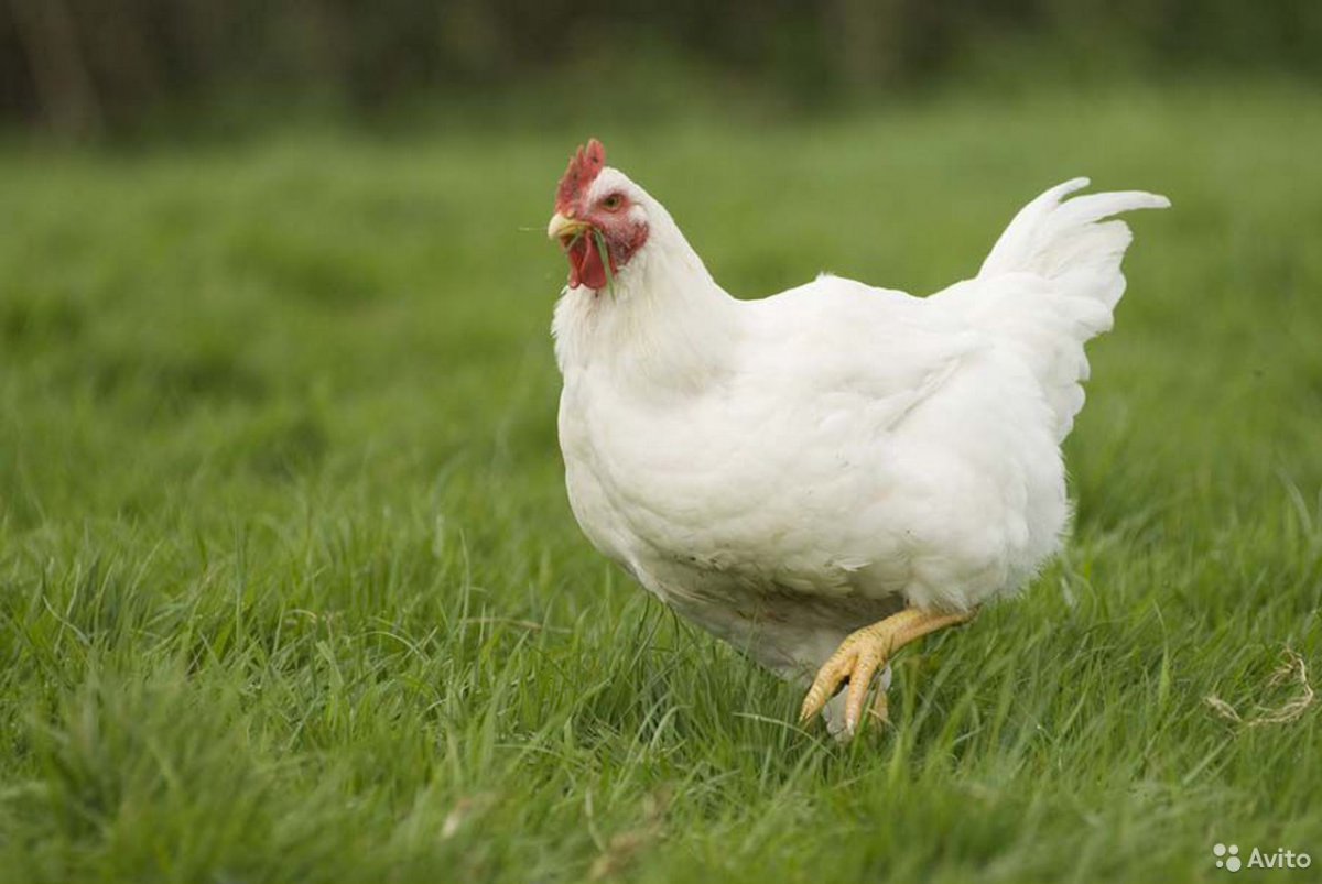 Белая курица