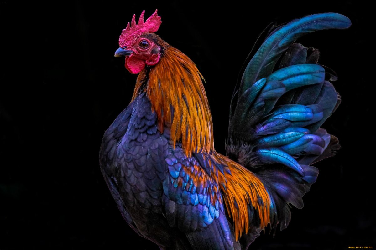 Петух разноцветный