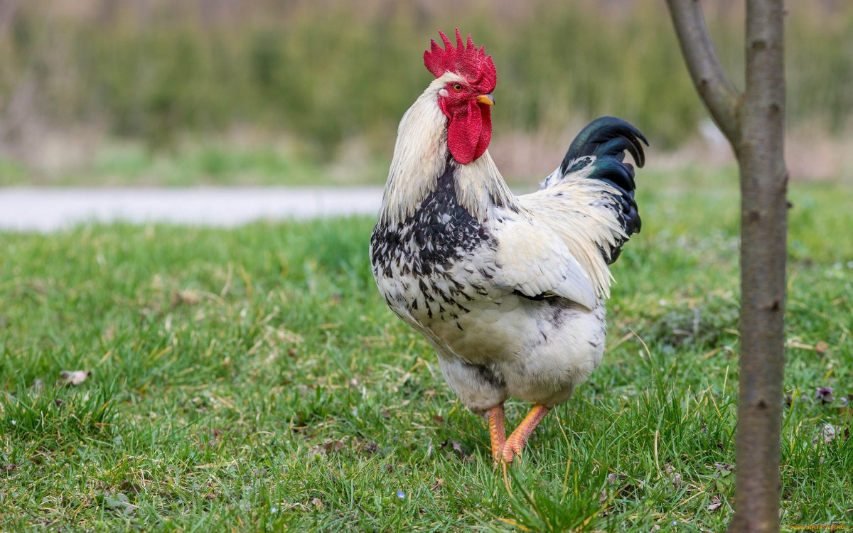 Белый петух