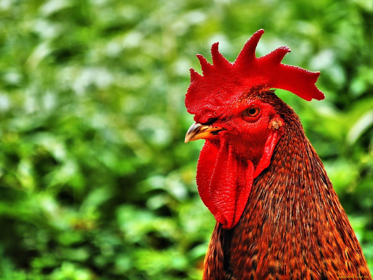 Петух кричащий