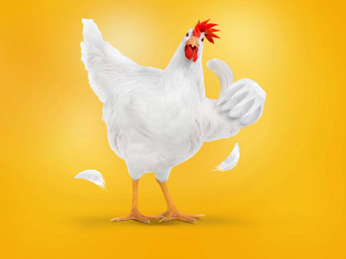 Креативная реклама курицы