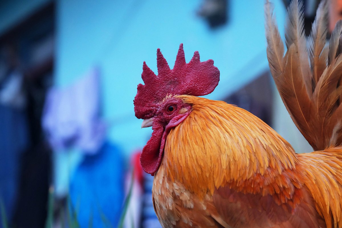 Четыре петуха