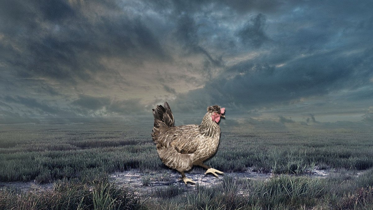 Обои с курочками