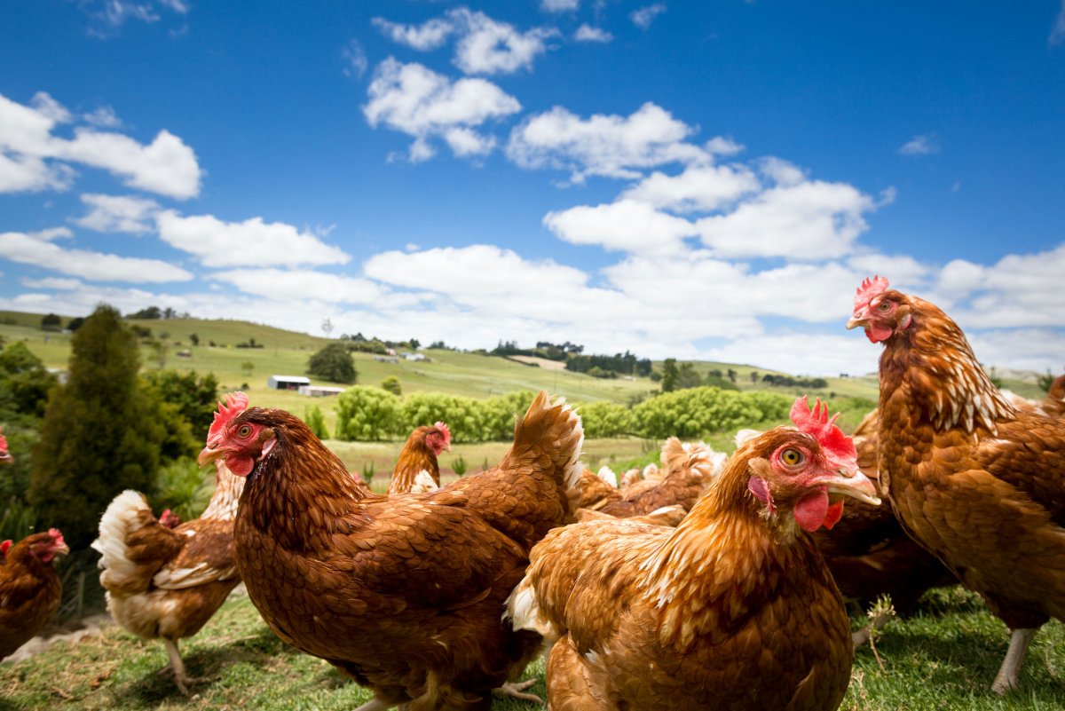 Шейвер Браун порода кур