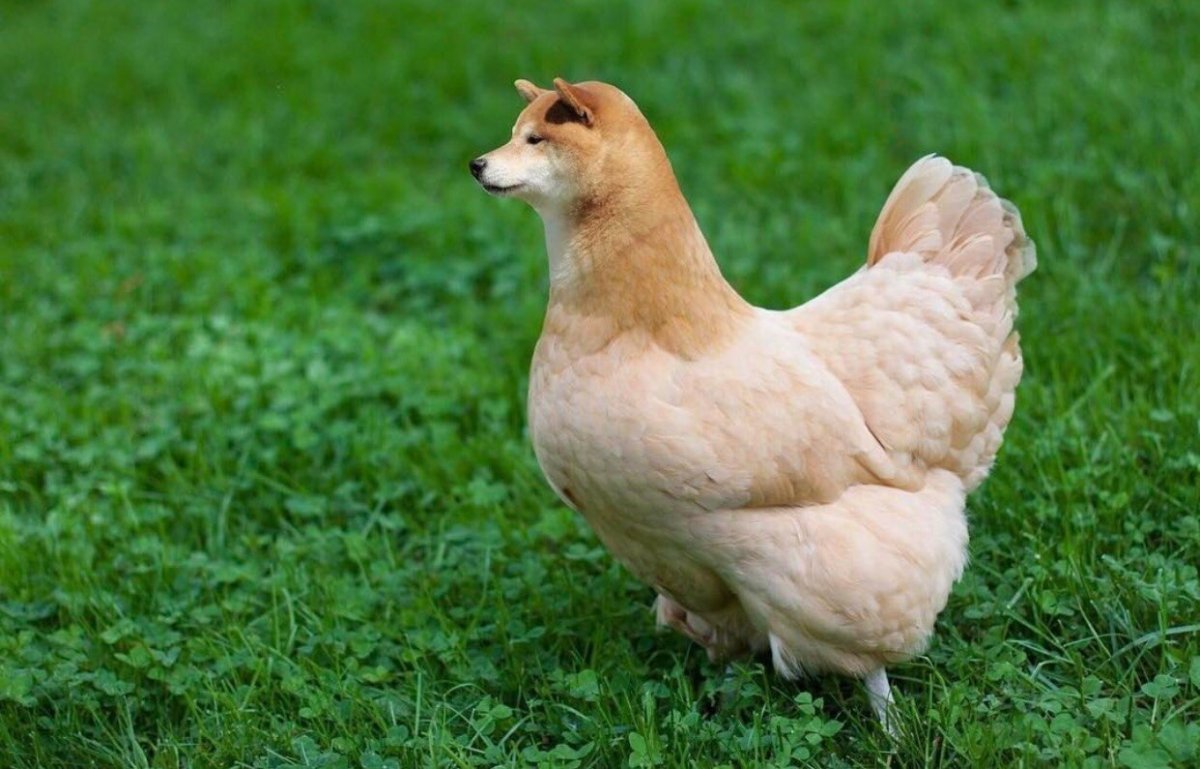 Род Айленд белый куры