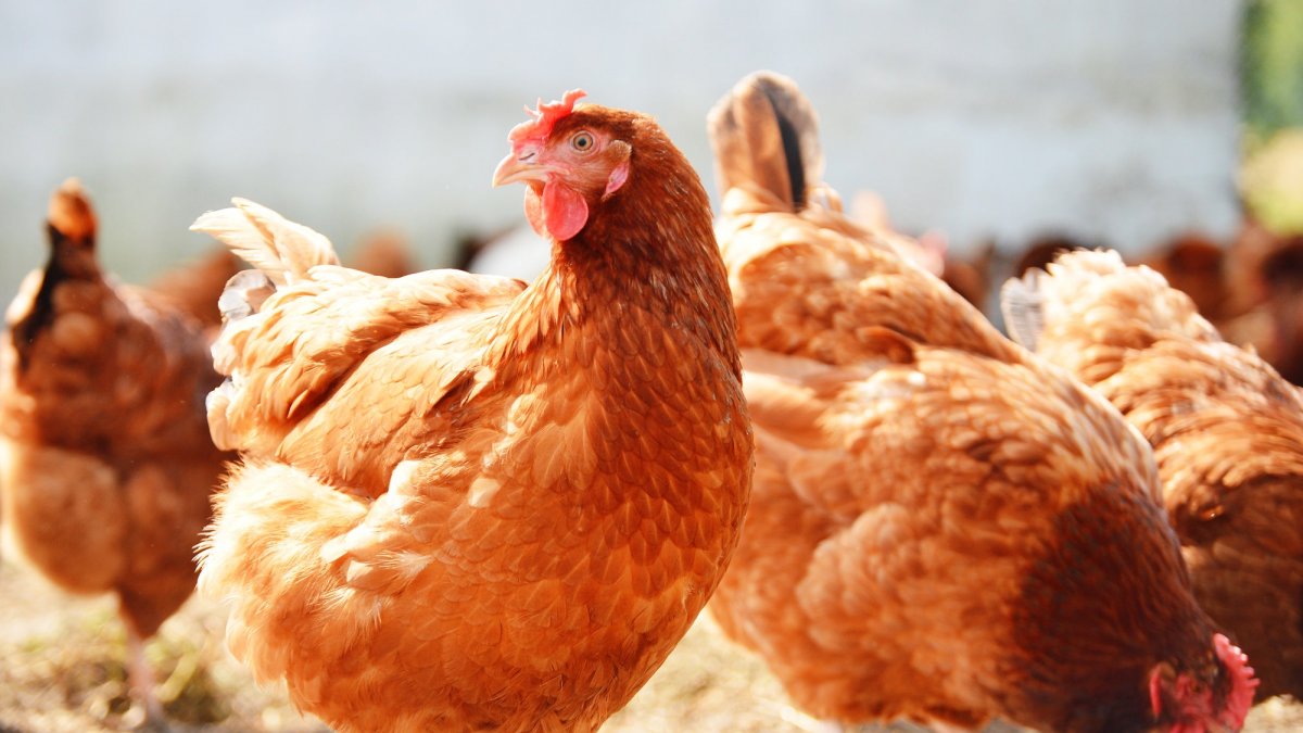 Курица 160 пикселей