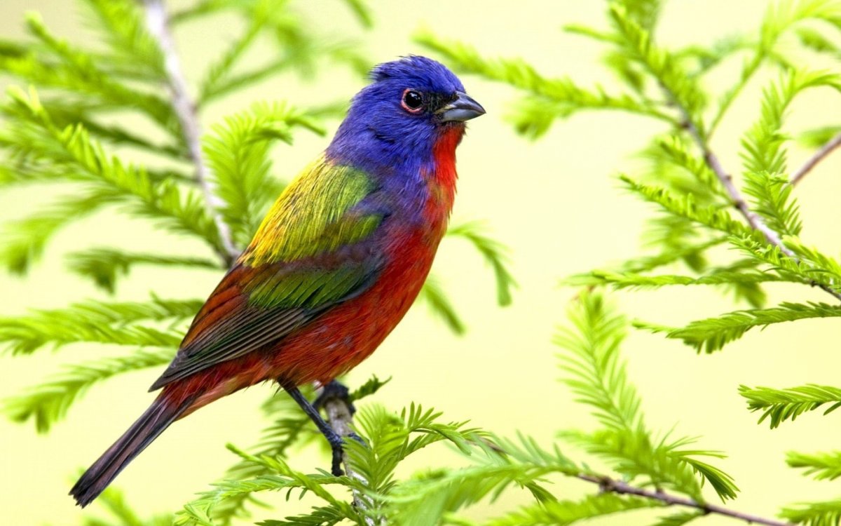 Зелёный овсянковый Кардинал