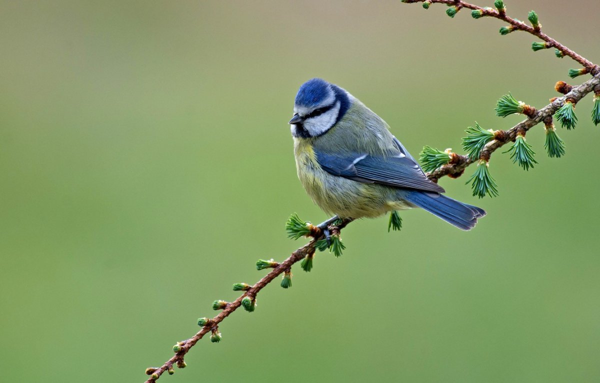 Лазоревка птица