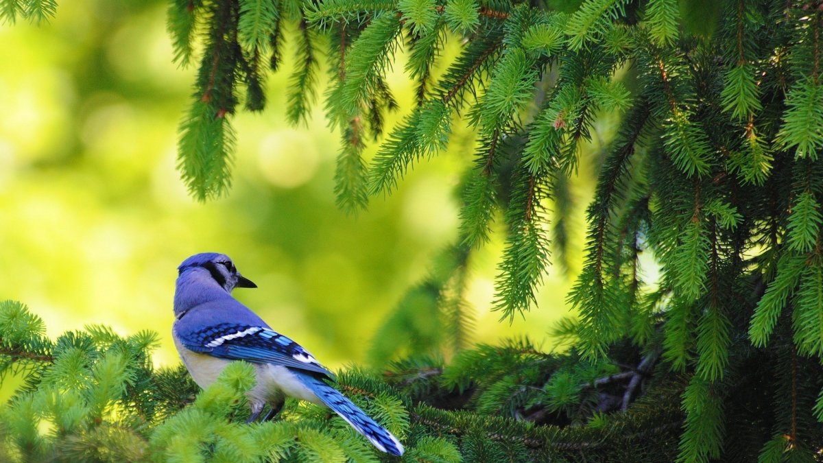 Птицы в лесу