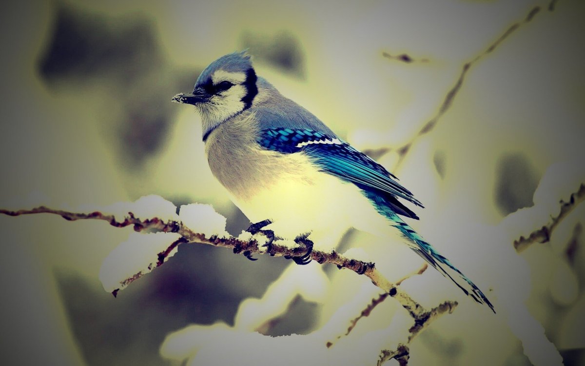 Обои с птицами