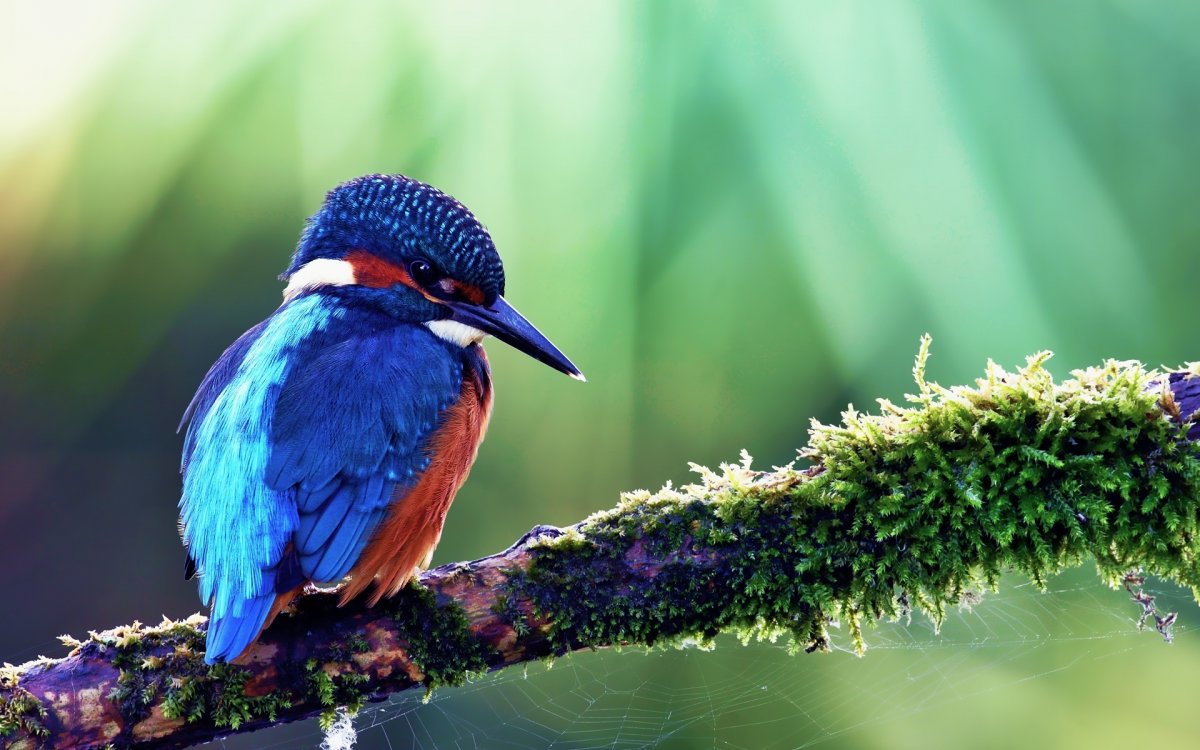 Хохлатый Зимородок