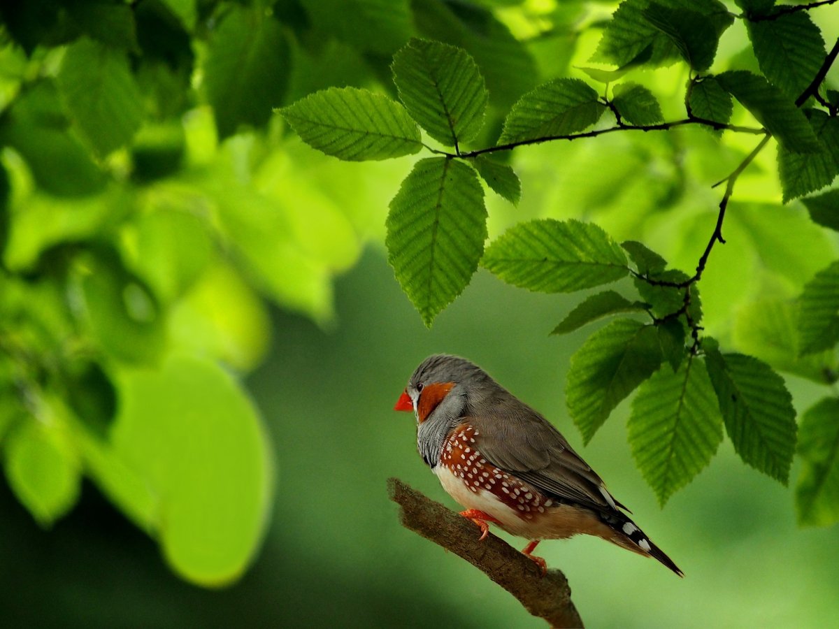 Птица на ветке