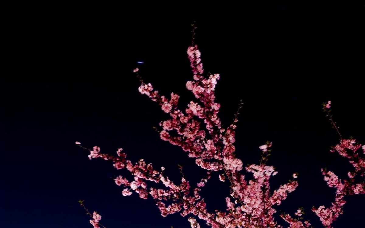 Ветка Сакуры на черном фоне