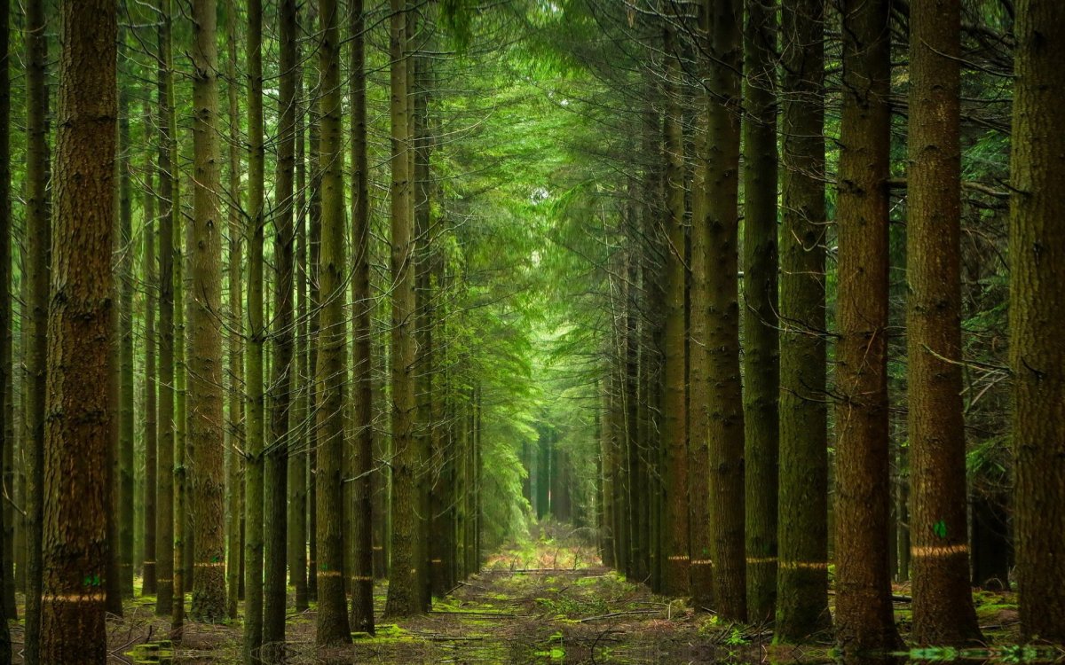 Красивый лес