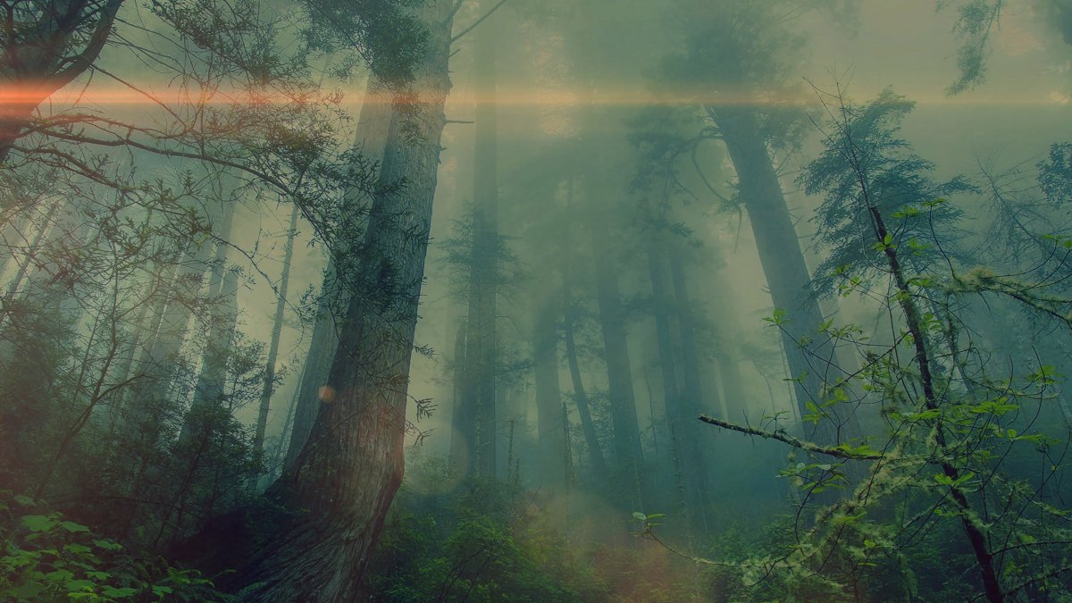 Лес в тумане