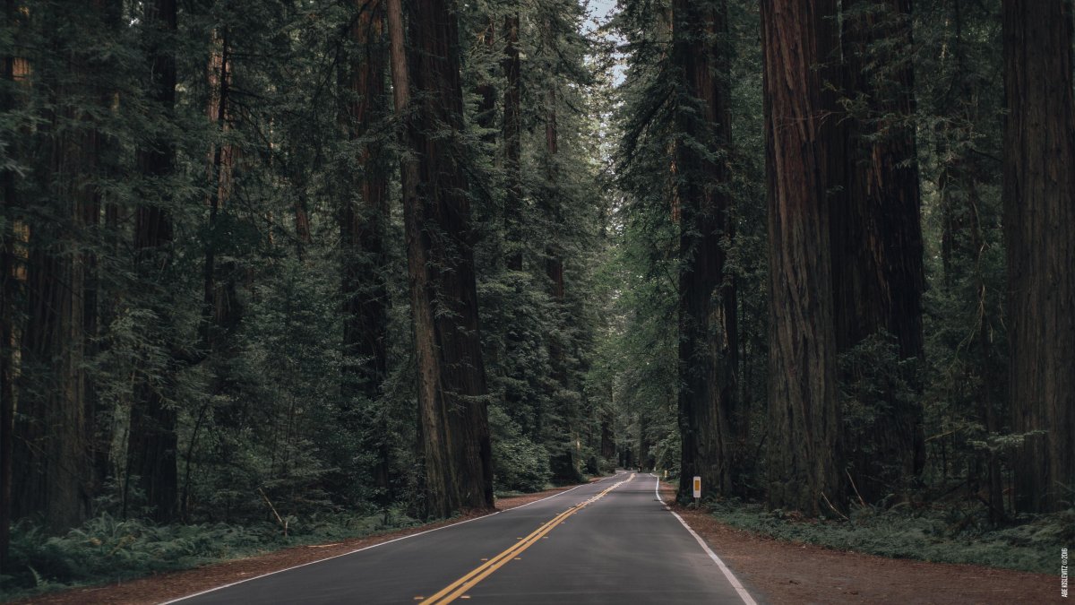 Лесная дорога