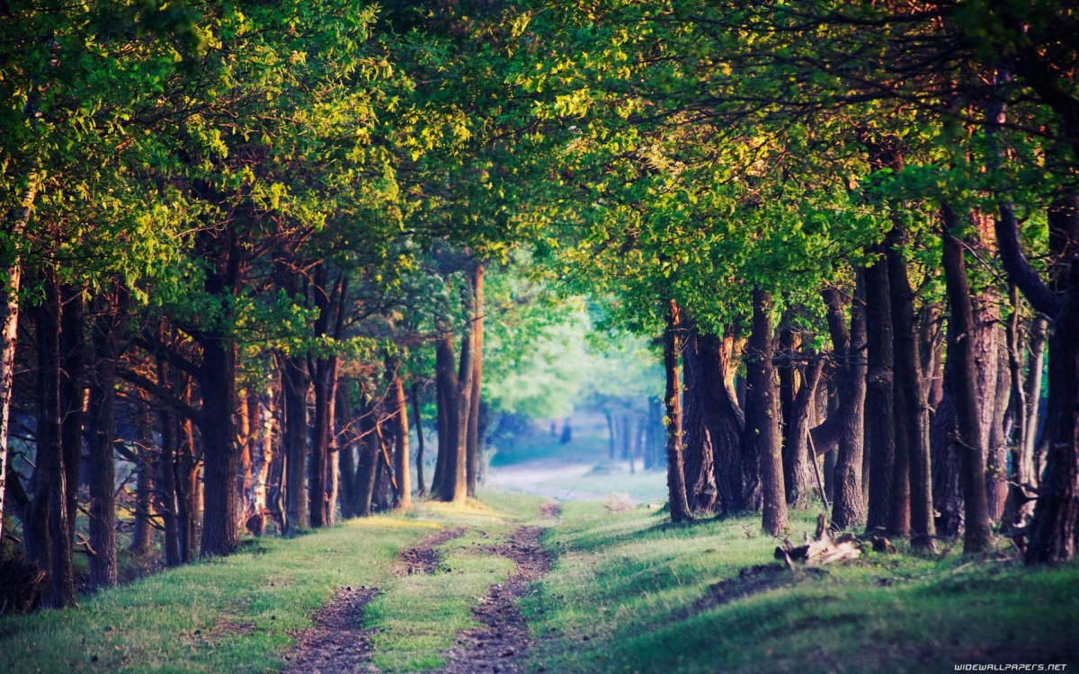 Красивые леса