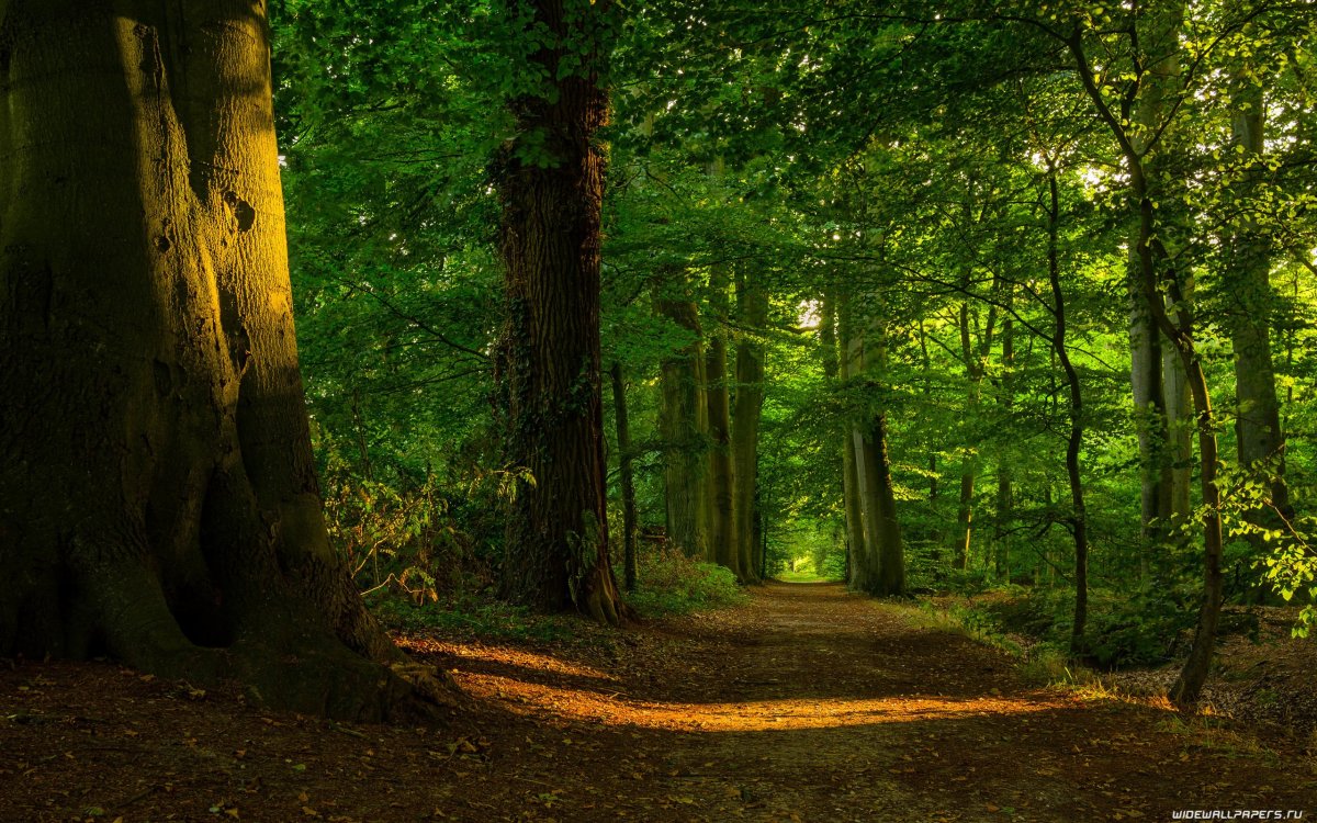 Широколиственный лес тропа