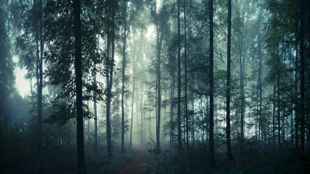 Темный Сосновый лес