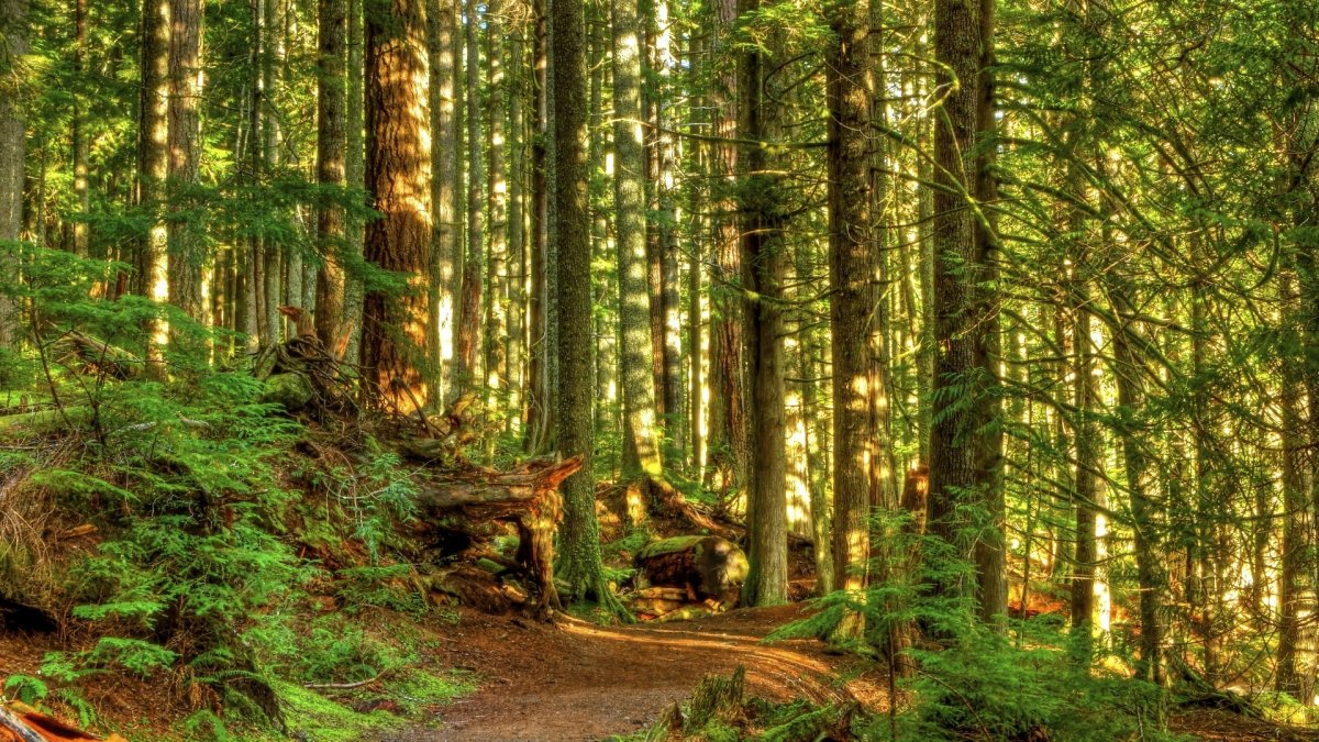 Лес стволы деревьев