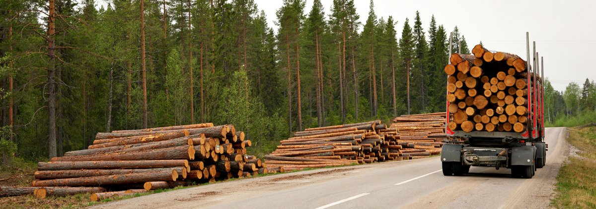 Урал 4320 лес бревна