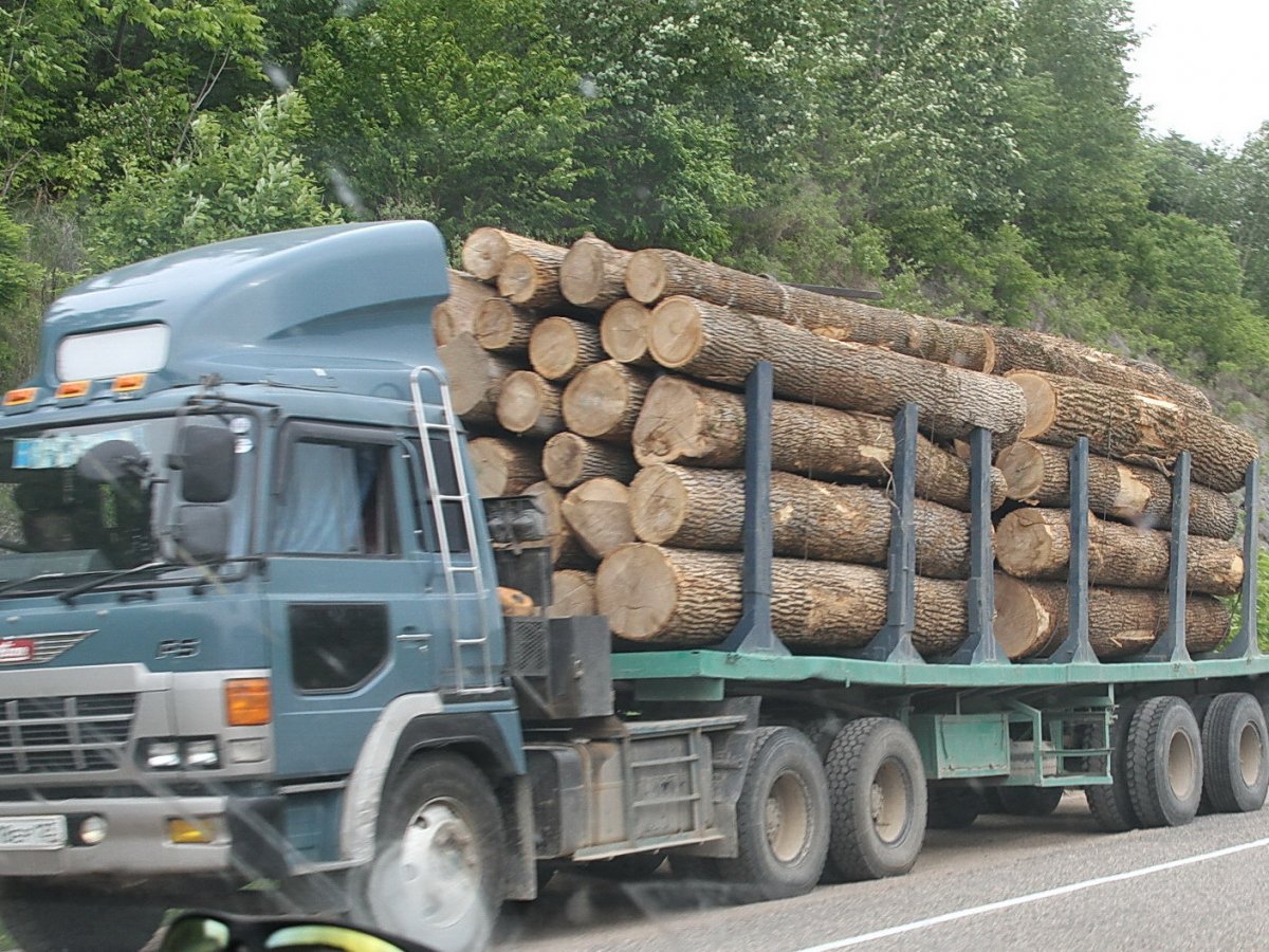 Лесовоз Синегорье