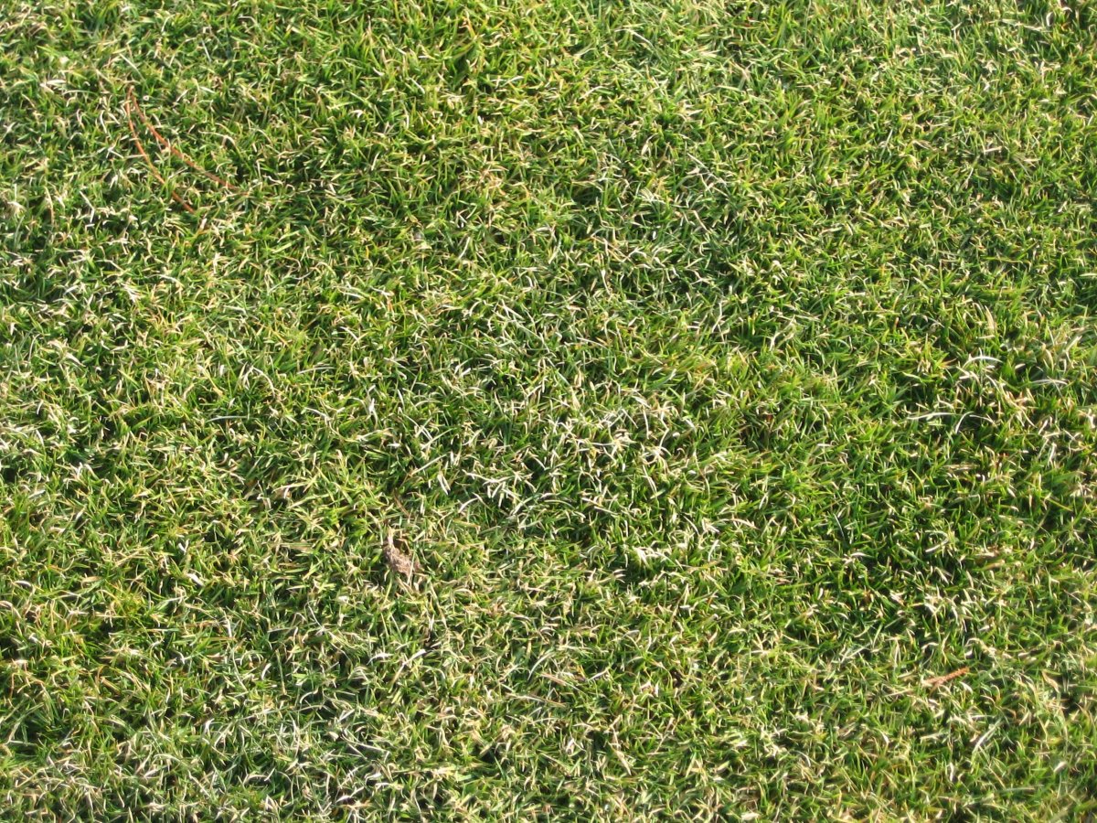 Grass texture бесшовная