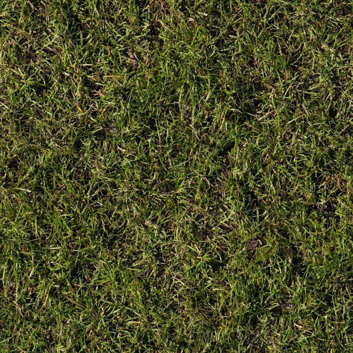 Grass texture бесшовная